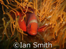 Clown....diver or fish?? Take your pick! by Ian Smith 